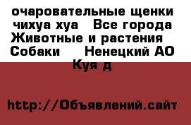 очаровательные щенки чихуа-хуа - Все города Животные и растения » Собаки   . Ненецкий АО,Куя д.